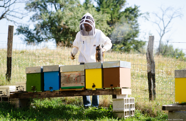 Découverte de l&#039;apiculture